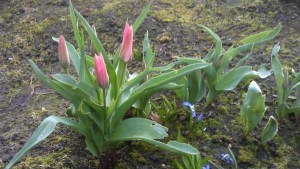 In the spring garden