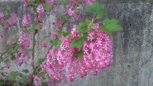 Stopping to smell the flowers