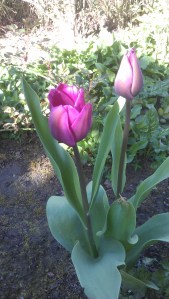 No lack of harmony in the garden.