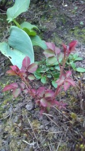 A metaphor? We dug this rose out of the ground last year, but it isn't giving up.