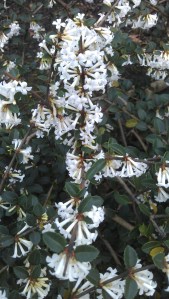 Sweet spring flowers - what else needs to be said?