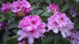 A worthwhile moment for loveliness on a Tuesday commute.