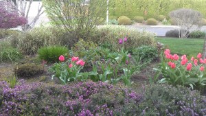 Starting with a lovely moment in the garden is a good beginning to the day.
