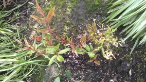 My imperfect garden; Just Joey struggling.