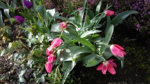 Tulips and the weight of yesterday's rain.