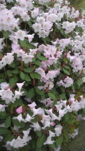 Spring flowers along the way