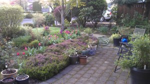 First peek at the garden on a spring morning