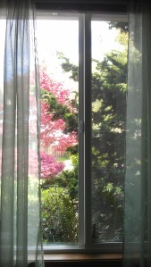 The view of the garden through my window.