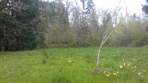 A peaceful meadow. I remember how easy it was as a kid to just flop down in the grass without reservtions.