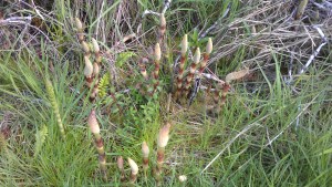 Spring things breaking through the grass into the sunshine.