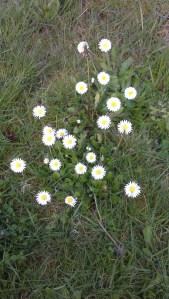 Little meadow flowers.