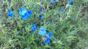 Some blue flowers.