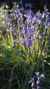 More purple than blue, still flowers.