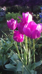 Even in real life, some flowers are 'magenta'. 