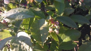 Future blueberries...very promising.