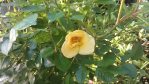 'Baby Love' in bloom