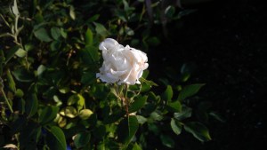 Another rose blooms...and even the bugs are happy; this one must be tasty.