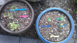 New life - potted annual flowers reaching breaking through the soil.