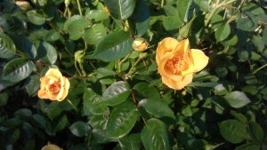 "Baby Love" blooming first, and likely all through the summer and into fall.