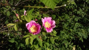 Wild roses are blooming. 