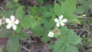 Blackberries have begun to bloom...and I must have taken a dozen pictures, not one came out clear and sharp. lol