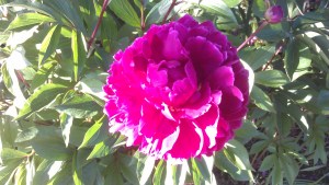 Bold and lovely, the peonies are opening.