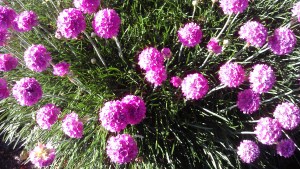 Even humble chives show their best colors in the afternoon sunshine.