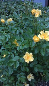 'Baby Love' this morning.