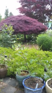 So lush in spring, my garden, my paradise...