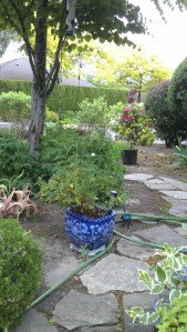 The garden path and 'Splish-Splash', my oldest potted rose.