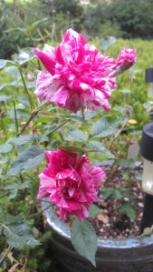 "Secret Recipe" is an old favorite, and one of my most challenging roses to care for; she's high maintenance. lol