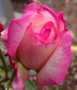 "Kiss of Desire" is new in my garden this spring.