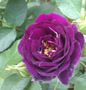 "Ebb Tide" looking her best.