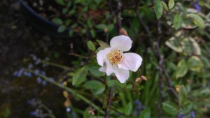 "Nozomi" showing off her delicate blossom, for now just this one.