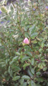 "Nozomi" (Pink Pearl) soon she'll be covered with tiny pink buds...