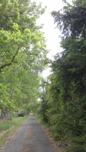 I have to walk my own path...