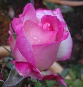 Kiss of Desire, kissed by a misty morning rain.