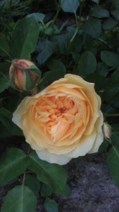 "Graham Thomas" blooms for the first time this year.