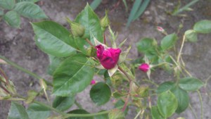 A mystery rose. 