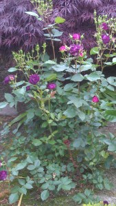 "Ebb Tide" wowing me.