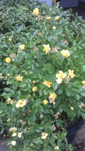 "Baby Love" will bloom like this through the year and well into November.