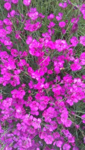 Being one, among many.