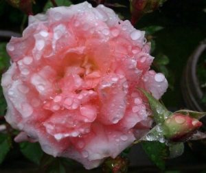 "X-Rated" kissed by rain drops.  Love, too, sometimes feels the weight of tears on tenderness.