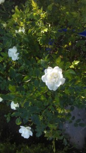 I want so much to believe she is "Splish-Splash" but I seriously doubt it...possibly "irresistible"? Well, sure...she's a rose. 