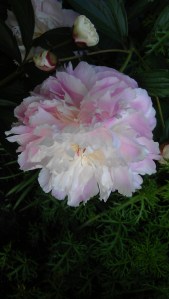 Not a rose at all! A lovely peony at the edge of the rose garden.