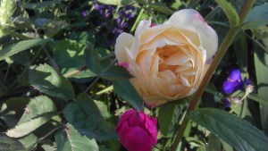 "Graham Thomas" showing off next to an undefeatable root stock rose - there's a metaphor there, I'm sure...