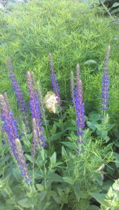 Green, purple, sunshine, clouds...the garden; life.