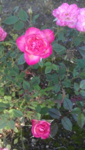 "Circus Clown" in bloom.