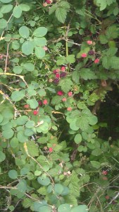 Blackberries - summer comes.