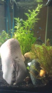 One of many not-quite-successful pictures of fish. lol